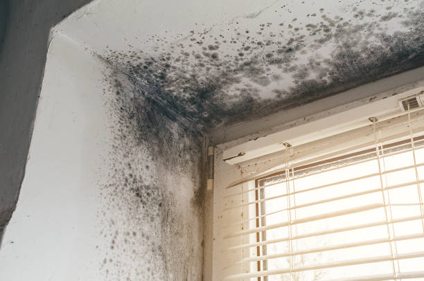 Affordable Mold Removal solutions in Rogers, TX