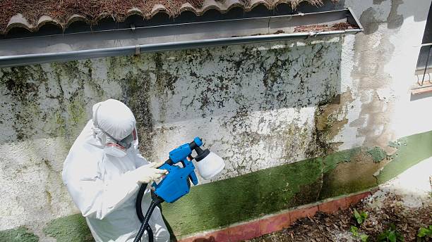 Top rated local Mold Removal specialists in Rogers, TX